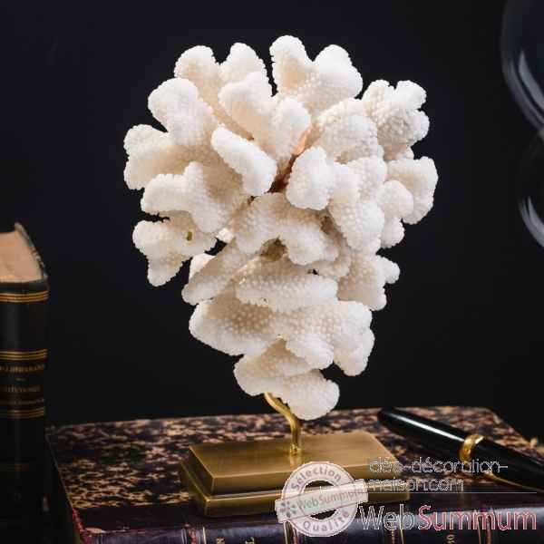 Corail choux fleur pocillopora meandrina Objet de Curiosite -CO421-4
