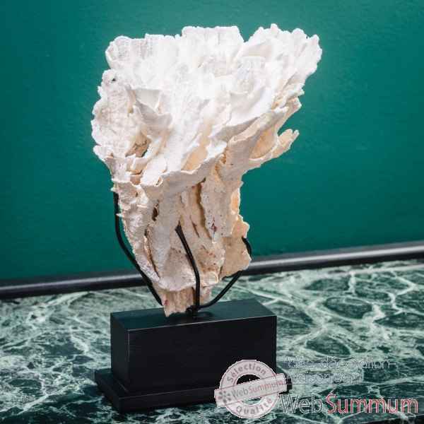 Corail laitue montipora mm Objet de Curiosite -CO267-1