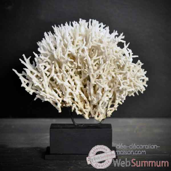 Corail pics blanc (birds nest) mini socle rec Objet de Curiosit -CO103-2
