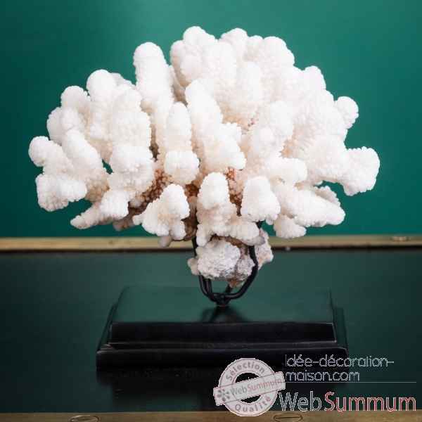Corail pocillopora verrucosa Objet de Curiosit -CO401-9