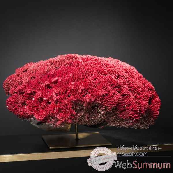 Corail rouge tgm tubipora musica Objet de Curiosite -CO376