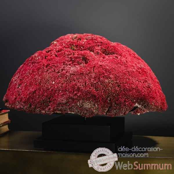 Corail rouge tgm tubipora musica Objet de Curiosite -CO386-1