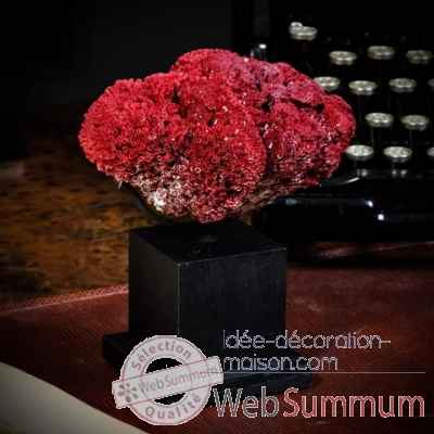 Corail rouge tubipora Objet de Curiosite -CO322-X