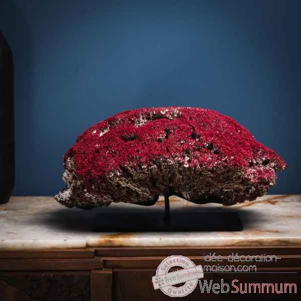 Corail rouge tubipora musica env 40cm Objet de Curiosit -CO295-4
