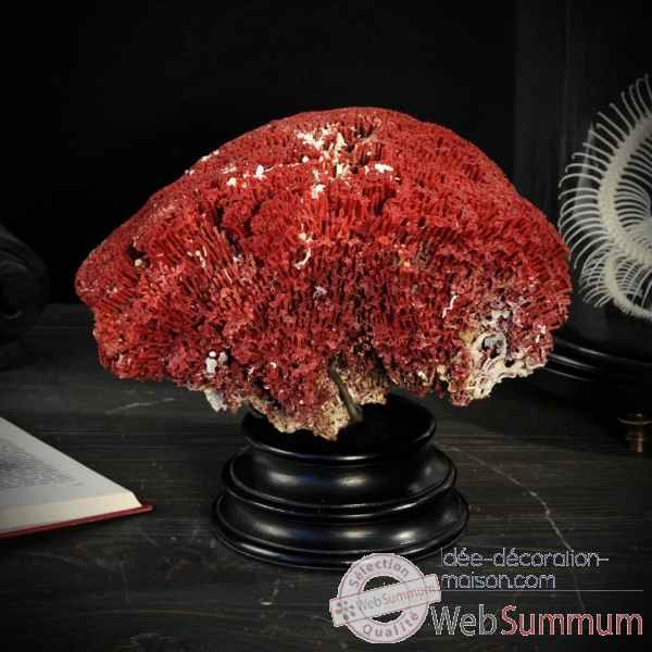 Corail rouge tubipora socle rond Objet de Curiosit -CO238-3