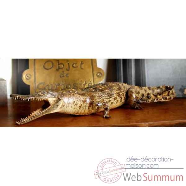Crocodile du nil empaille 110-120cm env. Objet de Curiosite -PU174-X