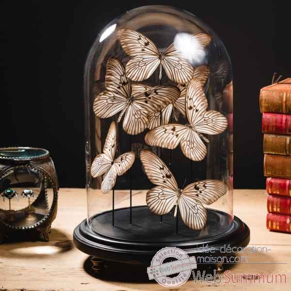 Globe de 6 papillons idea blanchardi Objet de Curiosite -IN128