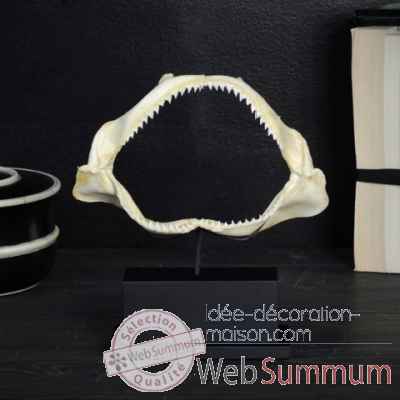 Machoire de requin obscurus env.20cm Objet de Curiosit -AN152