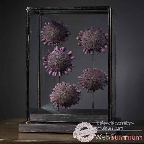 5 ousins tortue violets (ocean indien) Objet de Curiosite -AN253
