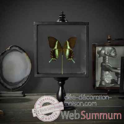 Papillon blumei Objet de Curiosite -IN051