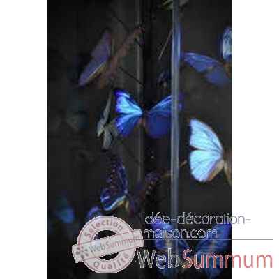 Papillons bleus morphos (25) sous globe carre Objet de Curiosite -IN053