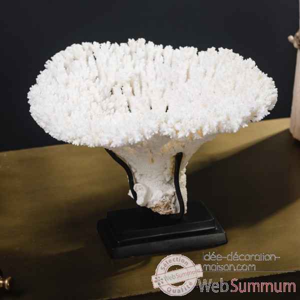 Petite couronne corail blanc acropora hyacinthus Objet de Curiosite -CO396-2