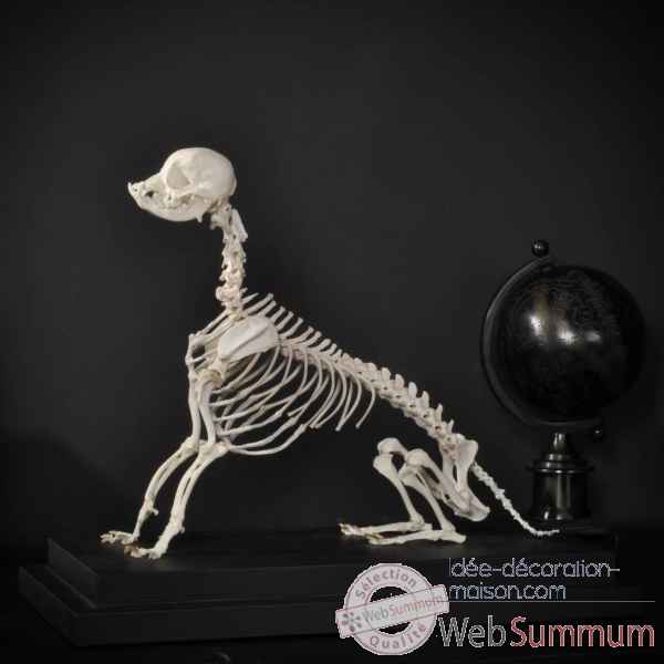 Squelette de chihuahua Objet de Curiosite -PU532