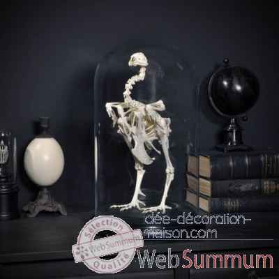 Squelette de coq sous globe Objet de Curiosite -AN175