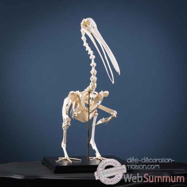 Squelette de pelican sur socle Objet de Curiosite -PU160