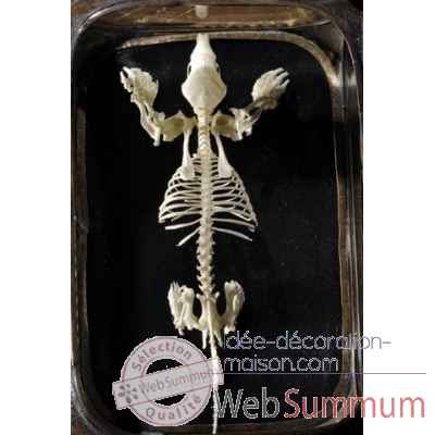 Squelette de taupe Objet de Curiosit -AN192