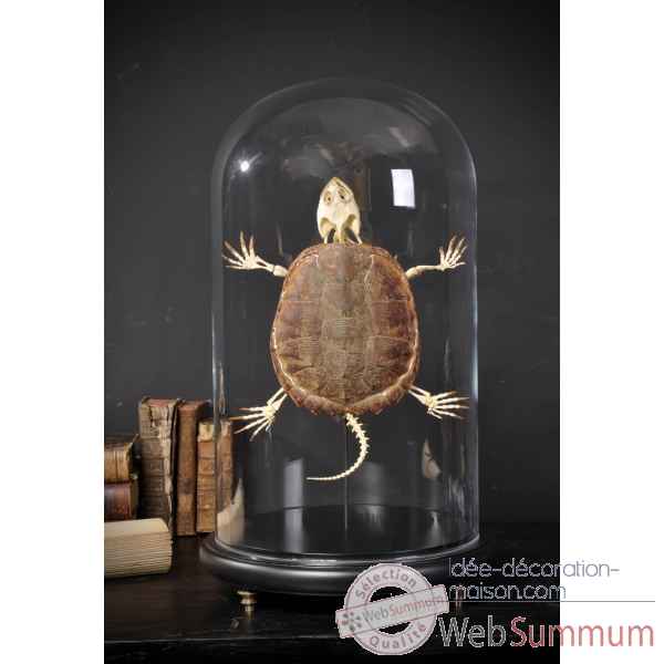 Squelette de tortue d'eau douce Objet de Curiosite -PU524