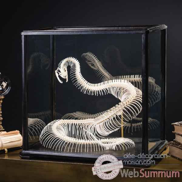 Squelette python curtus Objet de Curiosite -PU659