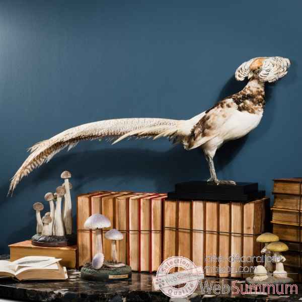 Taxidermie de faisan dore Objet de Curiosite -PU583-2