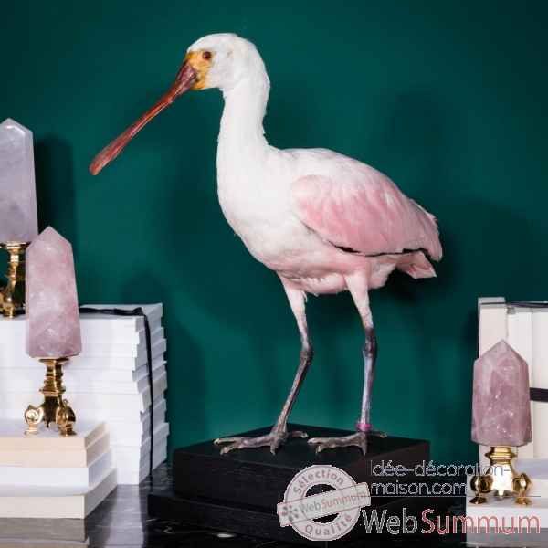 Taxidermie d\'oiseau spatule rose Objet de Curiosit -PU622-2