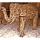 Sulpture lphant conu avec des petits morceaux de bois style vieux tek artisanat Tha -tai0794