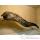 Trophe mammifre marin Cap Vert Murne -TRDF27