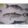 Trophe poisson des mers atlantique mditerrane et nord Cap Vert Sriole -TR046
