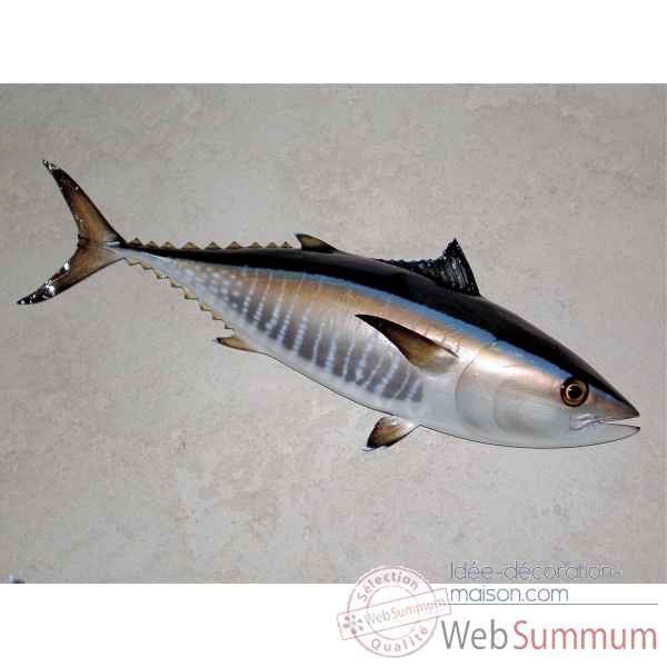Trophee poisson des mers atlantique mediterranee et nord Cap Vert Thon rouge -TRDF49