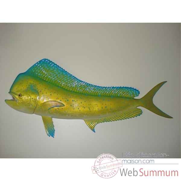 Trophee poisson des mers tropicales Cap Vert Coryphene -TR053